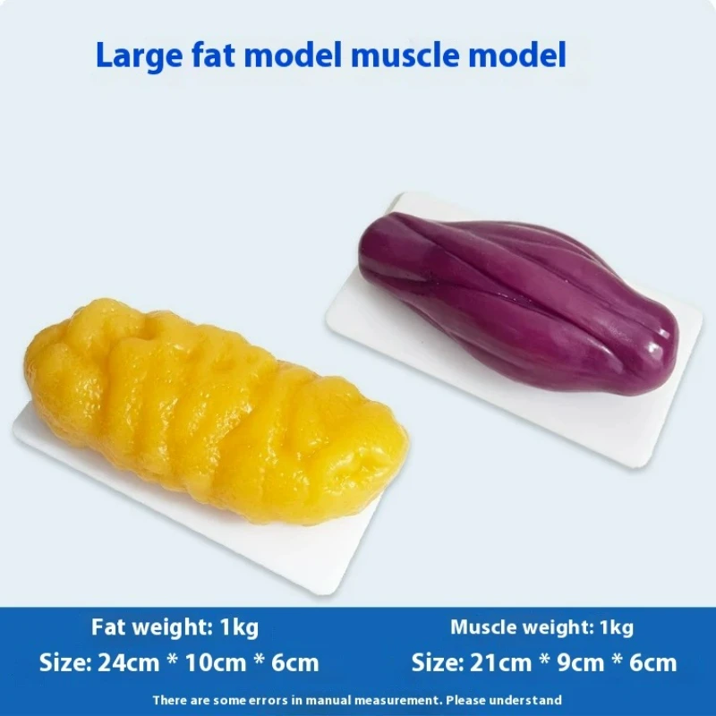 인간 근육 및 지방 모형 건강 및 체중 감량 영양 및  - The Nutrition Fitness 리뷰 및 가격