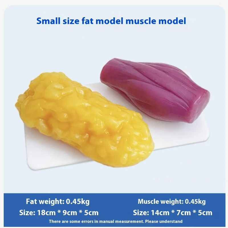 인간 근육 및 지방 모형 건강 및 체중 감량 영양 및  - The Nutrition Fitness 리뷰 및 가격